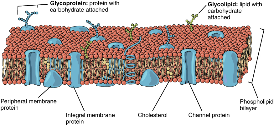 Key Difference - Proteoglycans vs Glycoproteins