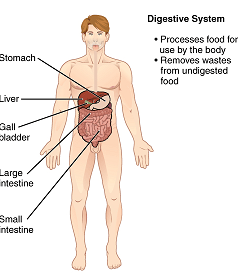 Difference Between Organ and Organelle