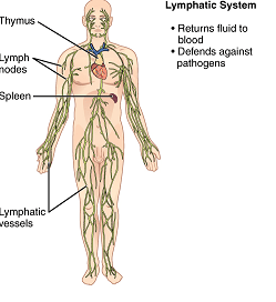 Difference Between Organ and Organelle