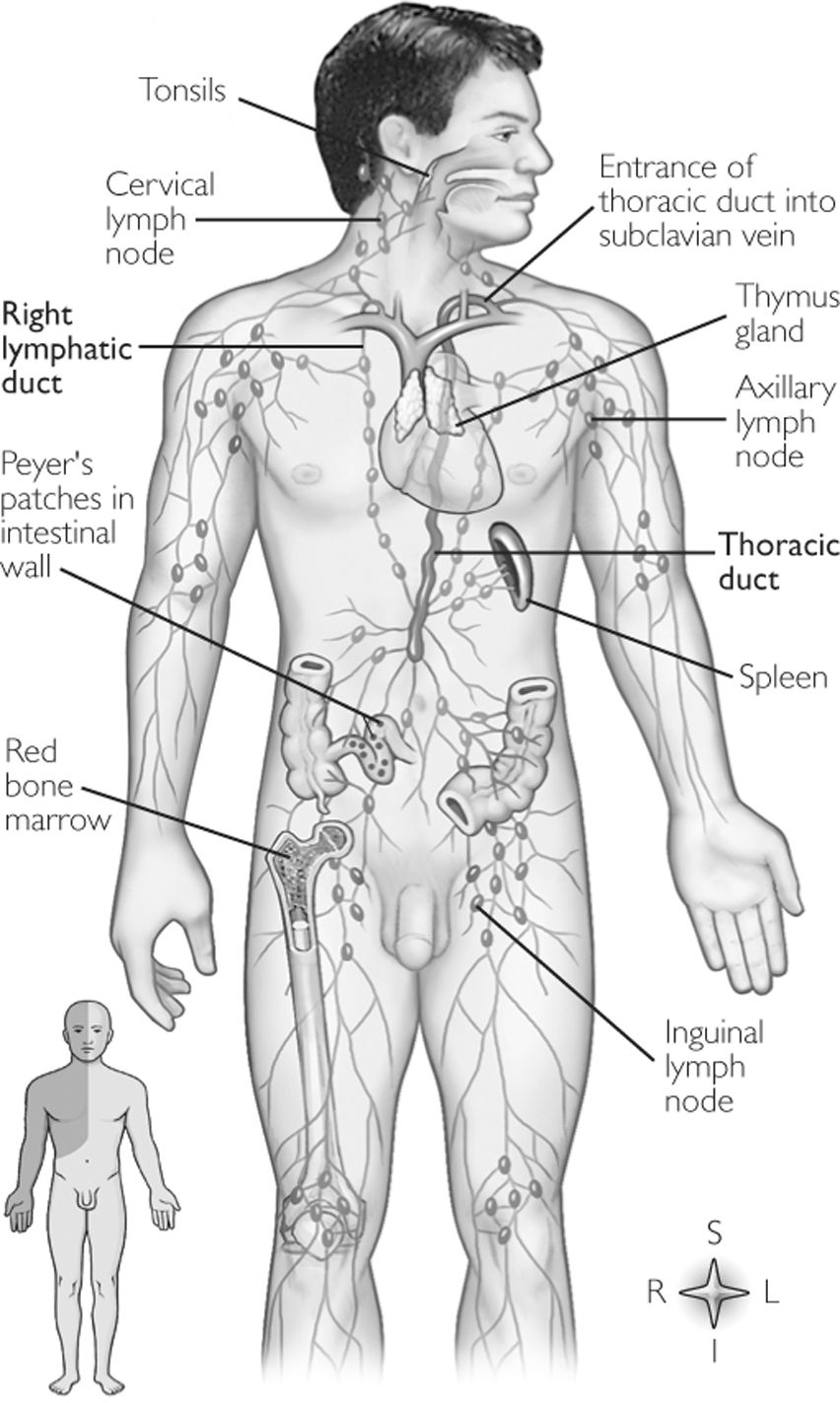 Difference Between Lymphoid Organs