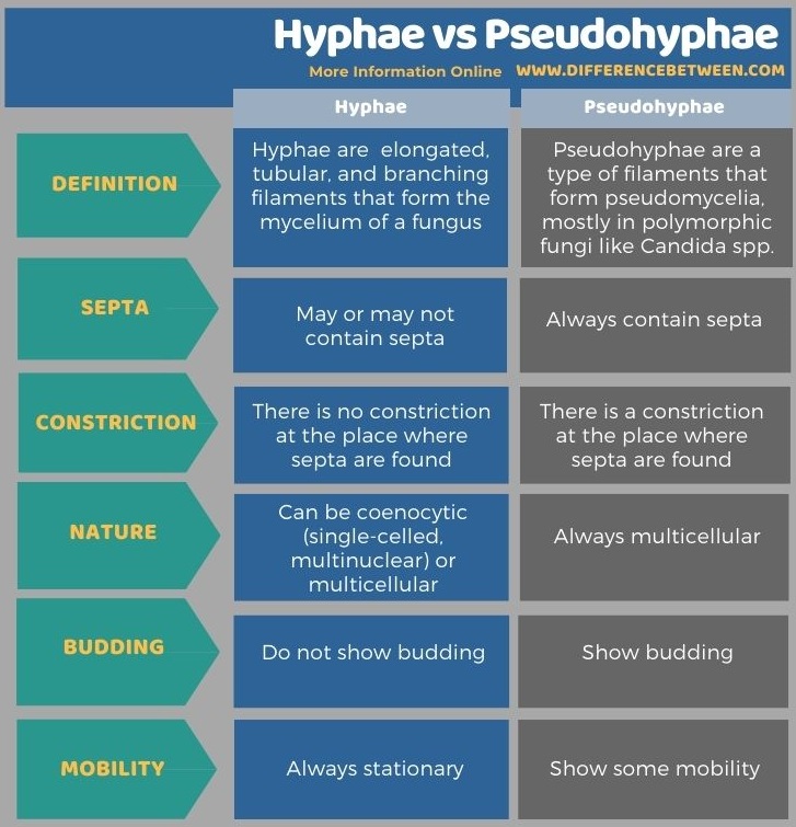 Difference Between Hyphae and Pseudohyphae - Tabular Form