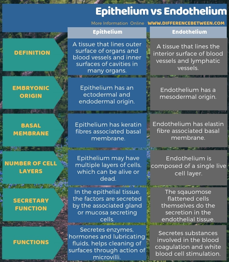 Difference Between Epithelium and Endothelium in Tabular Form