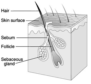 Difference Between Pores and Hair Follicles