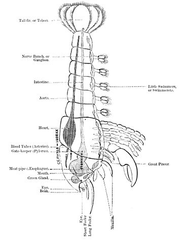 Difference Between Arachnids and Crustaceans - Anatomy of a Crustaceans, the Lobster