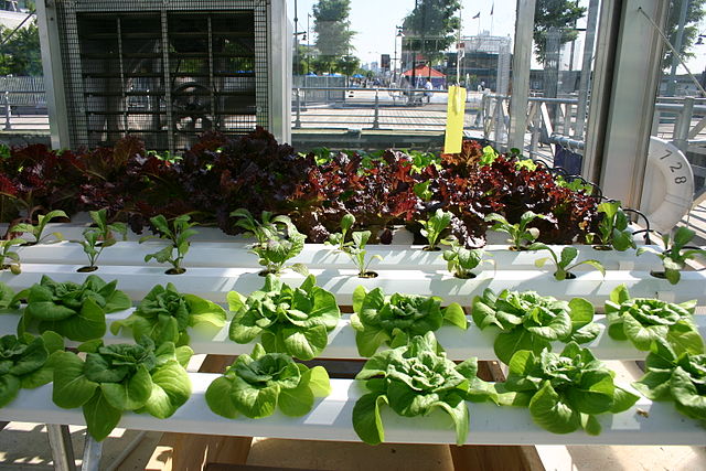 Difference Between Hydroponics and Aeroponics