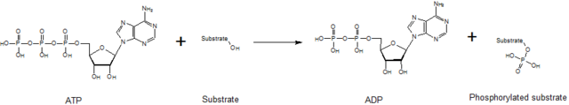 Difference Between Kinase and Phosphatase