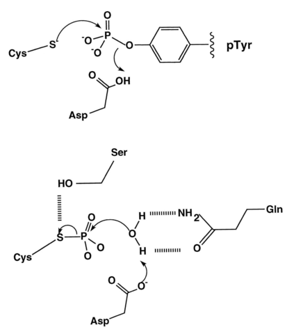  Kinase vs Phosphatase