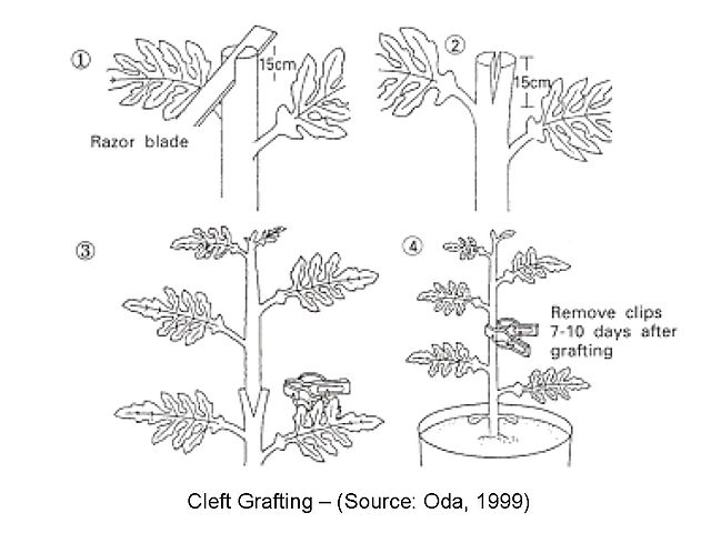 Difference Between Budding and Grafting