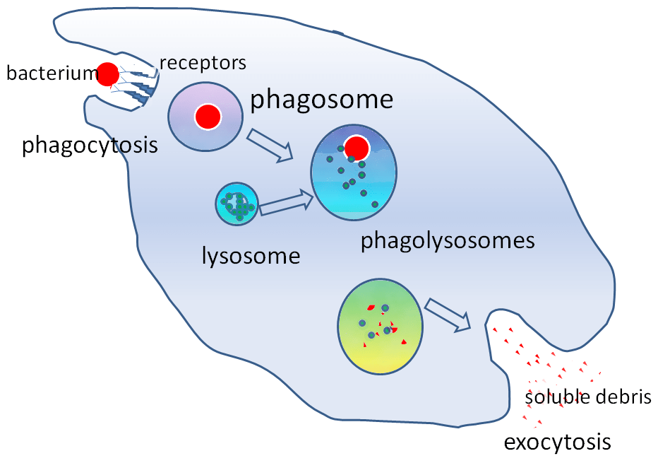 key difference between Innate vs. Acquired immunity