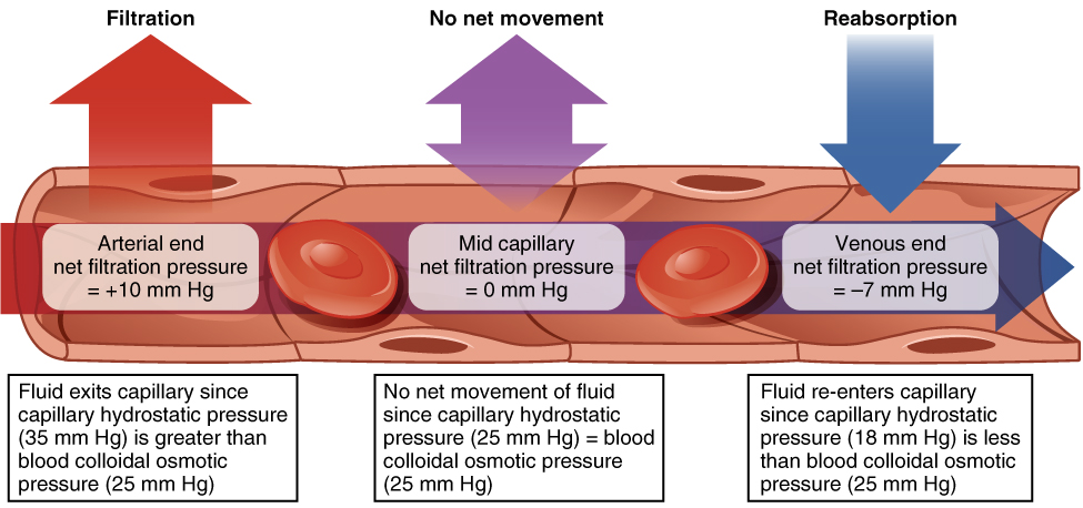 Difference Between Osmotic pressure and Oncotic pressure