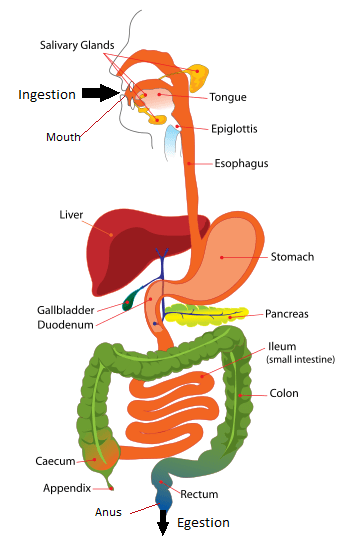 Difference Between Ingestion and Egestion 