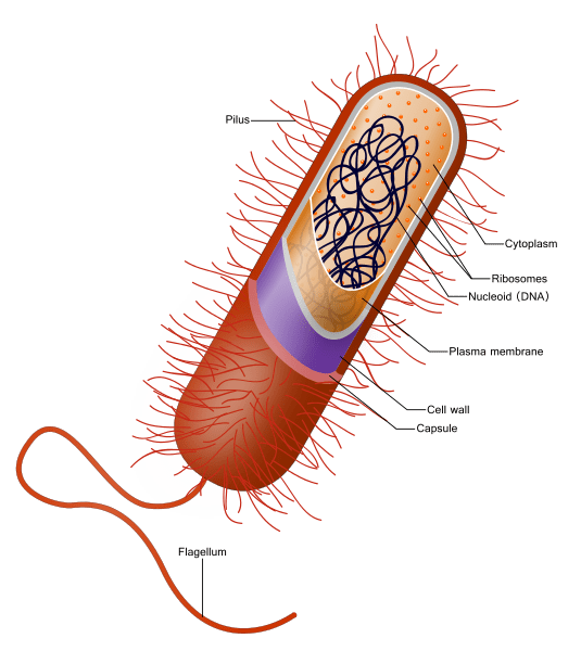 Difference Between Pili and Flagella