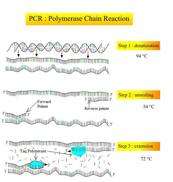 Difference Between PCR and DNA Sequencing - 1