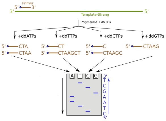 Difference Between Sanger Sequencing and Pyrosequencing - 1