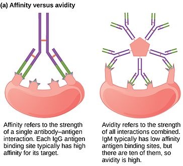 Difference Between Affinity and Avidity