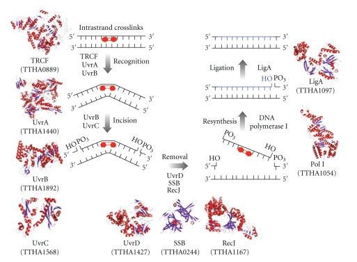 Key Difference - Base Excision Repair vs Nucleotide Excision Repair 