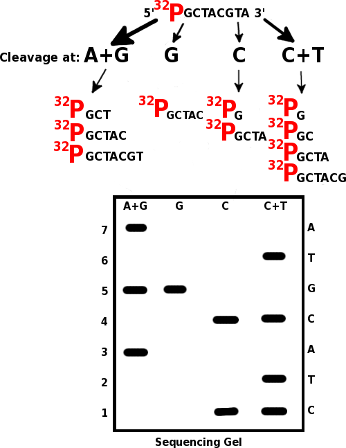 Key Difference - Maxam Gilbert vs Sanger Sequencing 