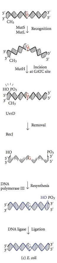 Key Difference - Mismatch Repair vs Nucleotide Excision Repair 