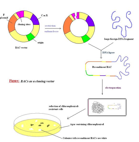 Key Difference - YAC vs BAC Vectors 