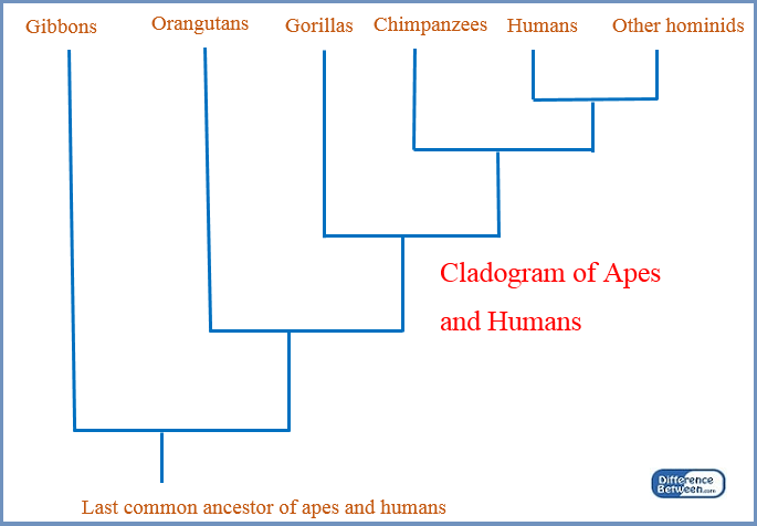 Key Difference - Cladogram vs Phylogenetic Tree