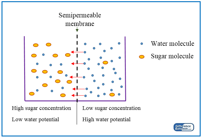 Difference Between Osmosis and Plasmolysis