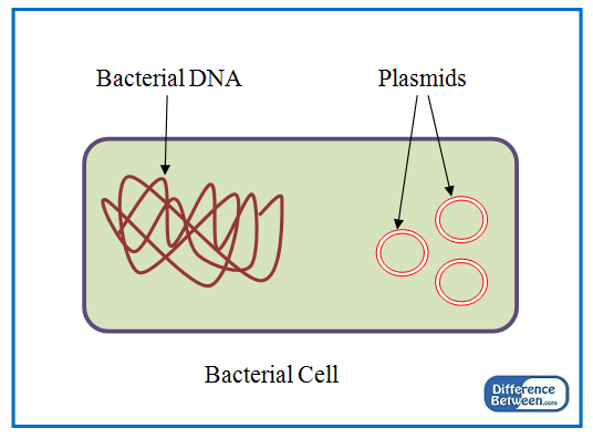 Key Difference - Plasmid vs Episome