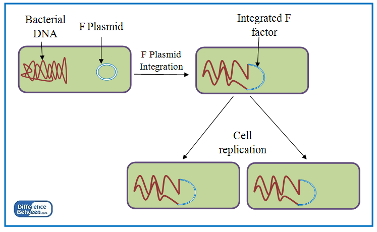 Difference Between Plasmid and Episome