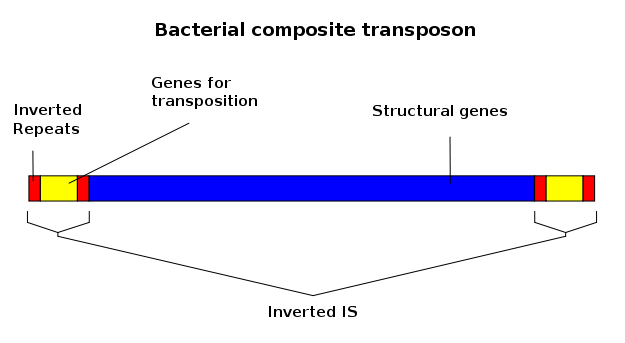 Difference Between Plasmid and Transposon 