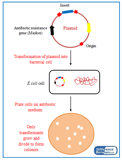 Key Difference - Transformants vs Recombinants