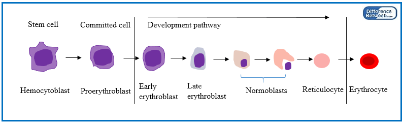 Key Difference - Hematopoiesis vs Erythropoiesis 