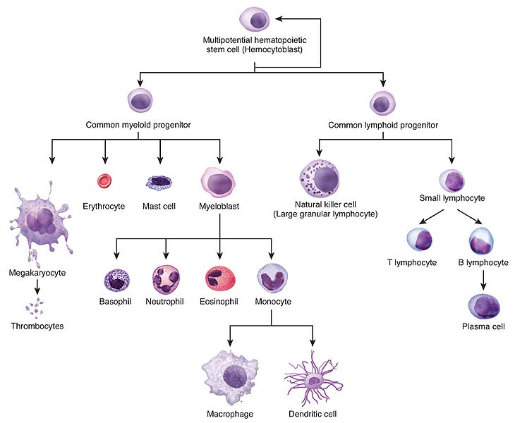 Difference Between Hematopoiesis and Erythropoiesis 