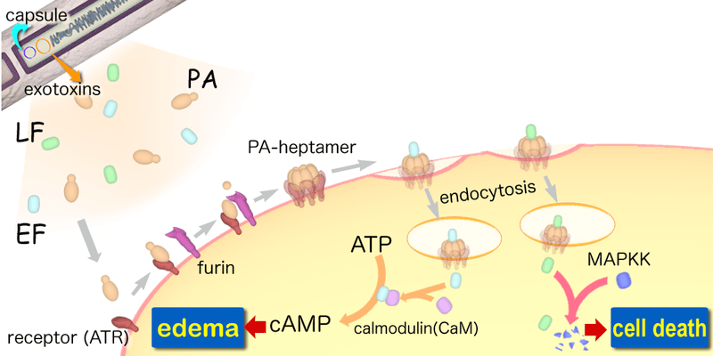 Difference Between Endotoxin and Enterotoxin 