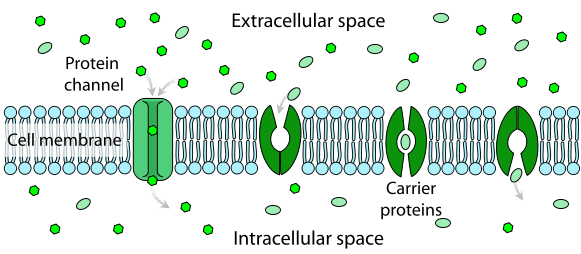 Key Difference - Intrinsic vs Extrinsic Proteins