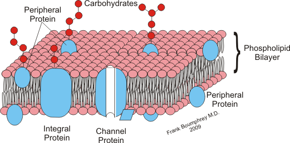 Difference Between Intrinsic and Extrinsic Proteins