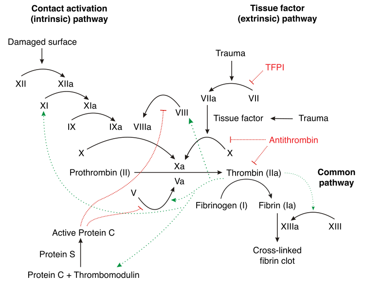 Key Difference - Primary vs Secondary Hemostasis 