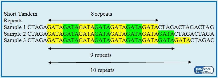 Key Difference - VNTR vs STR