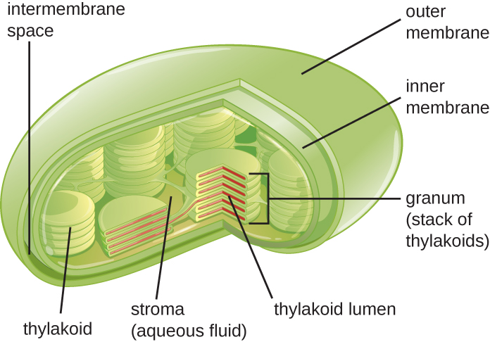 Difference Between Grana and Thylakoid