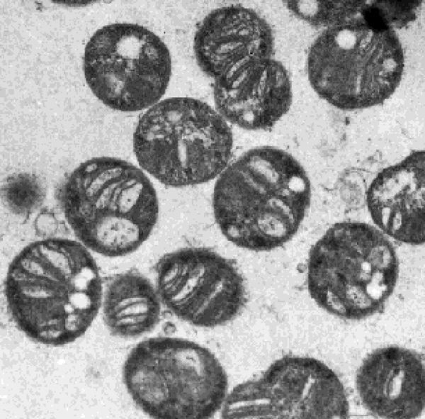 Key Difference - Methanogens vs Methanotrophs 