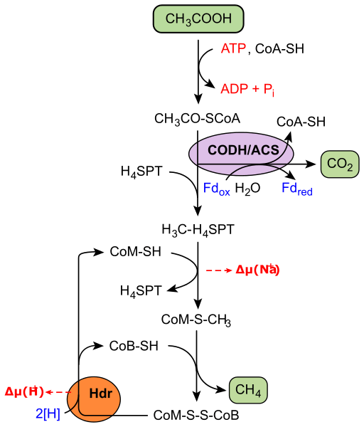 Difference Between Methanogens and Methanotrophs