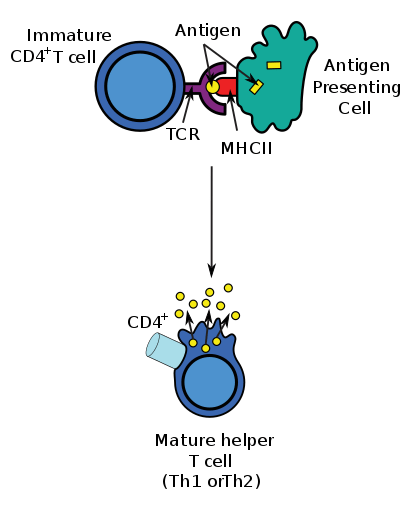 Difference Between CD4 Cells and CD8 Cells 