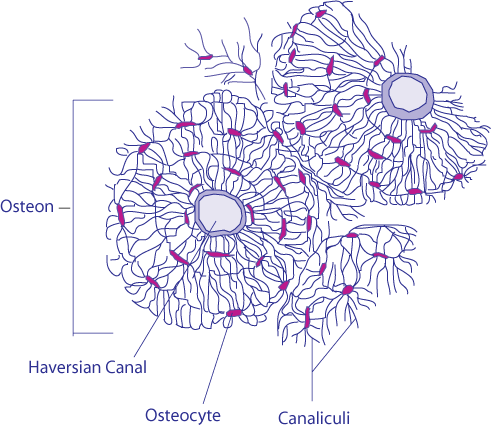 Difference Between Chondrocytes and Osteocytes