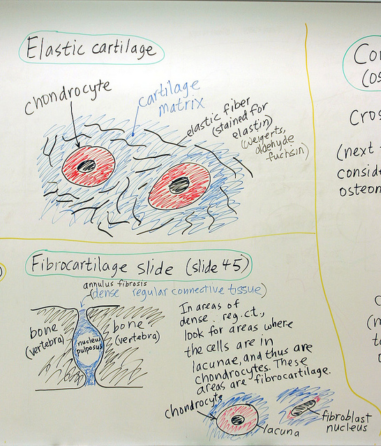 Main Difference - Chondrocytes vs Osteocytes 