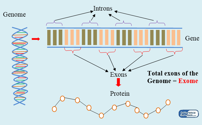 Key Difference - Genome vs Exome 