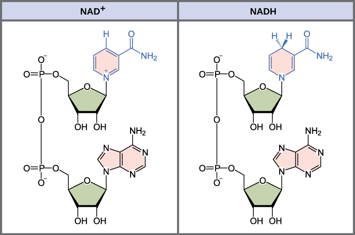 Difference Between NADH and FADH2 