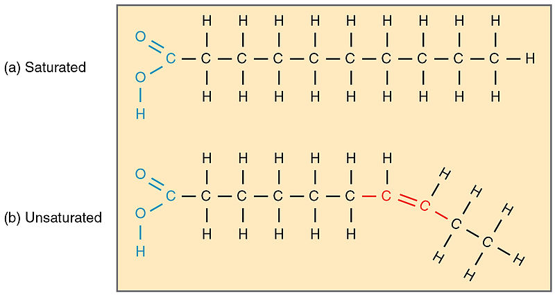 Key Difference -Glycerol vs Fatty Acids