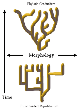 Difference BetweenGradualism and Punctuated Equilibrium