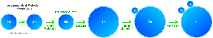 Difference Between Gametogenesis and Embryogenesis