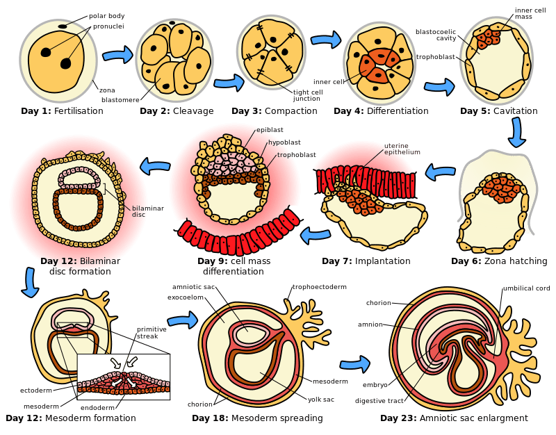 Key Difference Between Gametogenesis and Embryogenesis 