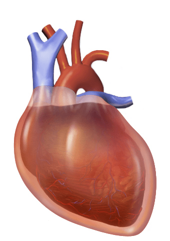 Difference Between Pericardial Effusion and Cardiac Tamponade