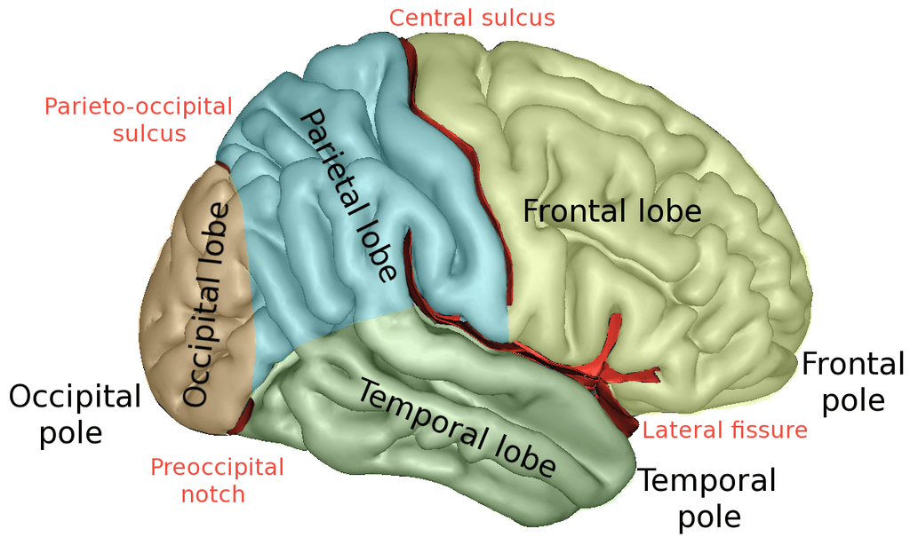 Key Difference Between Brain and Cerebrum